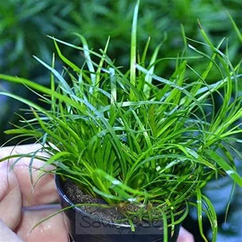 Buy Juncus Repens Aquarium Plant | Sauk Se - All in one hobby shop