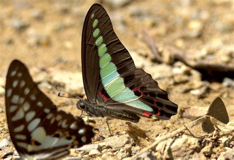 Common Bluebottle From Huai Mae Priang Kaeng Krachan District