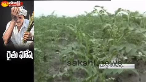 Farmers Face Massive Losses As Sudden Rain Youtube