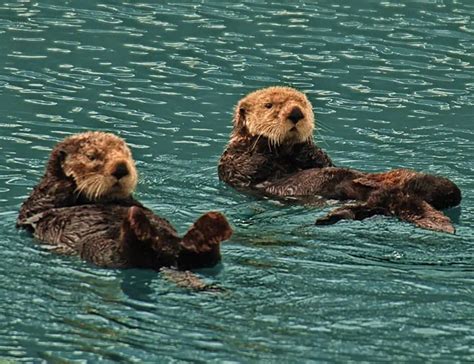 Types Of Otters Species Facts And Photos