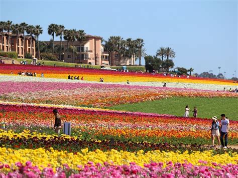 People Are Walking Through A Field Full Of Flowers