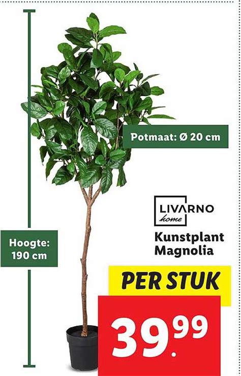 Livarno Home Kunstplant Magnolia Aanbieding Bij Lidl Folders Nl