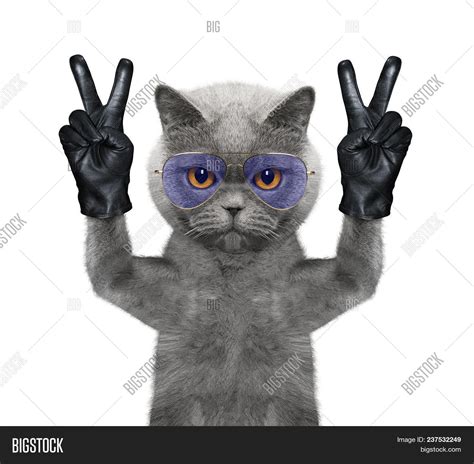 Cat Pointing Finger