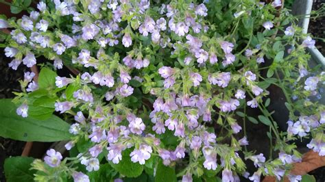 Chaenorhinum Origanifolium Blue Dream Urban Garden Flickr