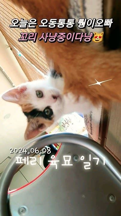 페리육묘일기 아기고양이 귀여운고양이 고양이 Cat Kitty Cutecat Catshorts Peri Peridot 귀염뽀짝