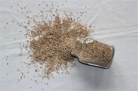 Семена льна: не только клетчатка! Уникальный продукт для здоровья ⋆ ...