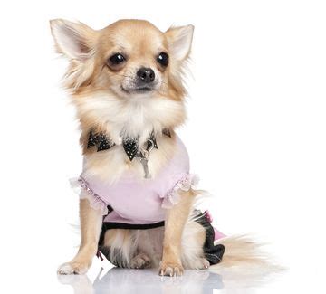 20 best images about Cute Chihuahua Clothes on Pinterest