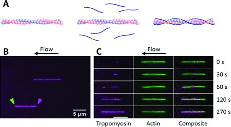 Association Of Tropomyosin Tpm11 To Actin Filaments A Schematic Of