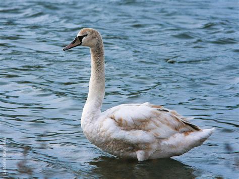 Mute Swan | KuwaitBirds.org