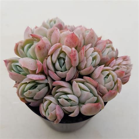 Colorful Echeveria Succulent Seeds Mixed Etsy