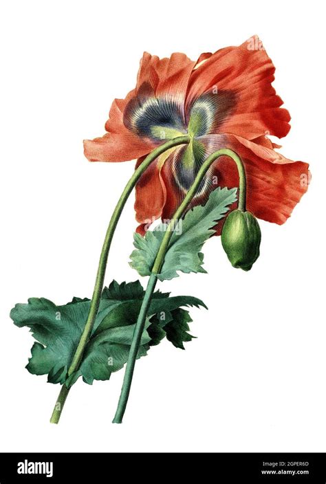 Botanische Illustration Der Mohnblume Stockfotos Und Bilder Kaufen Alamy