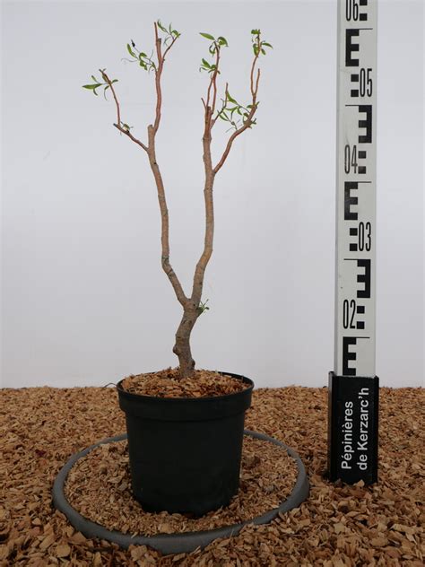 Salix X Erythroflexuosa Saule Tortueux Erythroflexuosa P Pini Re En