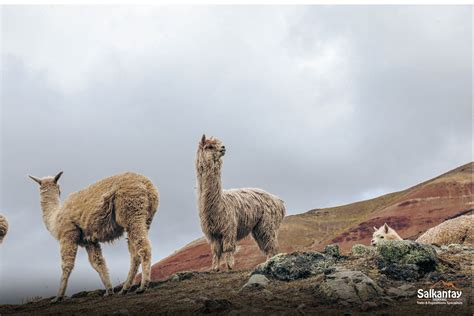 Llama Alpaca Vicu A And Guanaco Similar But Completely Different