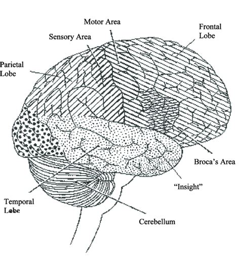 Lateral Aspect Of The Brain