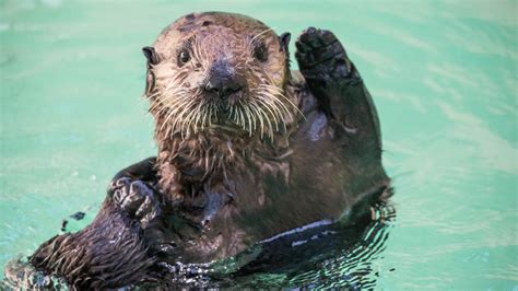 How To Spot Butterflies Condors Turtles And Sea Otters At The Oregon