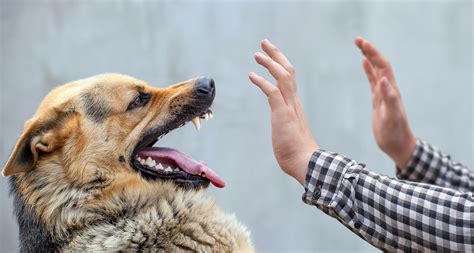 Qu Hacer Si Me Ataca Un Perro Consumer