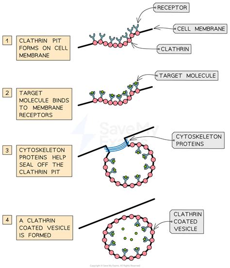 Vesicle Formation (HL) | HL IB Biology Revision Notes 2025 | Save My Exams