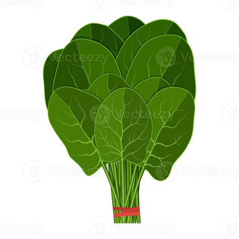 Bunch Of Fresh Spinach 36331574 Png