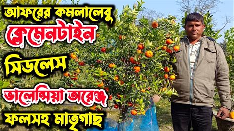 ফলসহ অনক নতন জত ফলন কমন হচছ বলর মটত রহম ভইযর নরসর