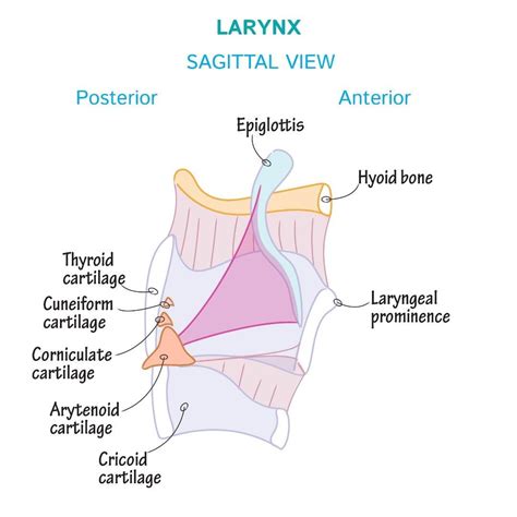 Coursegross Anatomyglossarygross