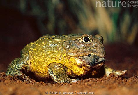 Nature Picture Library African Bullfrog Pyxicephalus Flavigula Eating