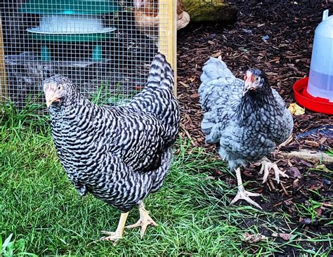20 Best Hybrid Chicken Breeds For Higher Yield With Pictures