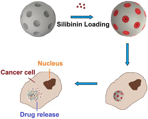 Silibinin Releasing Mesoporous Bioactive Glass Nanoparticles Potential For Breast Cancer