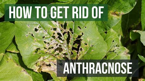 How To Get Rid Of Anthracnose Leaf Spot Fungi Youtube