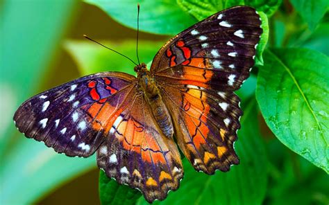 Beautiful Butterflies Photo 2 Butterfly Photos Beautiful Butterflies