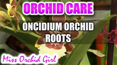 Missorchidgirl Growth Of Oncidium Orchids Roots