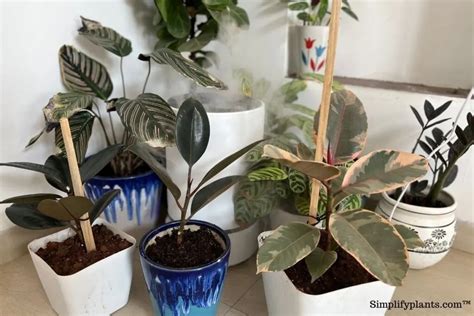 Is Rubber Plant Toxic To Pets Cats Dogs Birds Small Pets And More