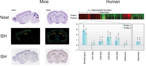 Gene Expression Of Bdnf Across The Whole Brain As Assessed In Allen