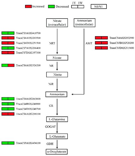 Nitrogen Metabolism Genes Are Responsive To N Deficiency In Each Wheat Download Scientific