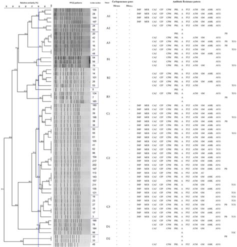 Dendrogram Of 60 K Pneumoniae Isolates Based On Pfge Patterns After