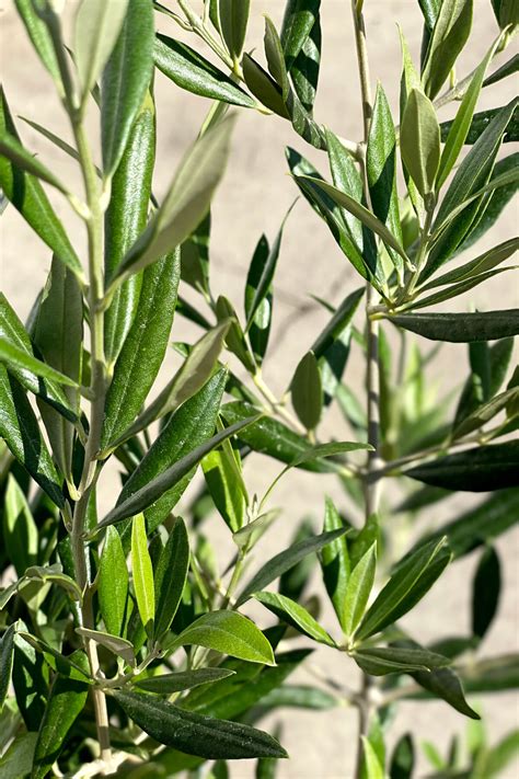 How to Care For and Grow Your Olive Tree — Plant Care Tips and More · La Résidence