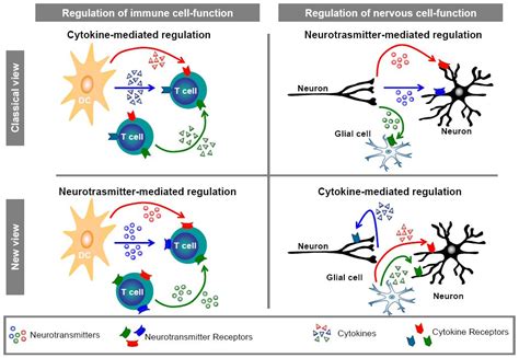 Cells Molecules And Mechanisms Involved In The Neuro Immune