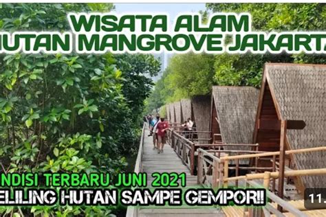 Taman Wisata Alam Mangrove Menikmati Keindahan Taman Wisata Alam Angke