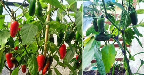 How To Grow Jalapeños In Pots Jalapeño Plant Care Ba