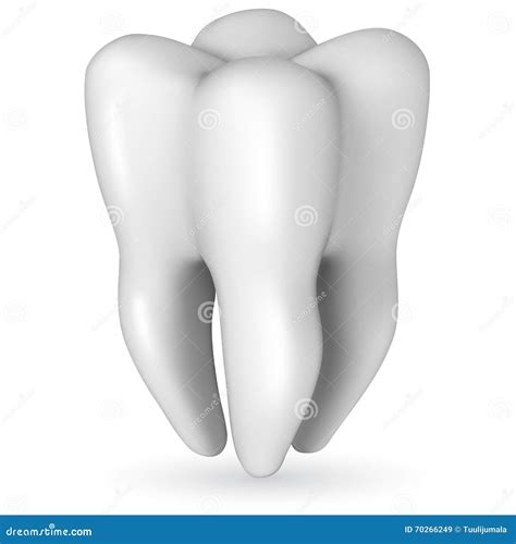 Healthy White Tooth Gums And Bone Illustration Detailed Anatomy