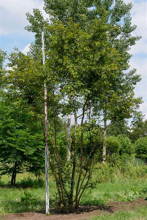 Prunus Subhirtella Autumnalis Rosea Rosaceae Van Den Berk Nurseries