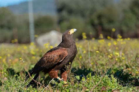 Halc N De Harris Parabuteo Unicinctus Sevilla Espa A Foto Premium