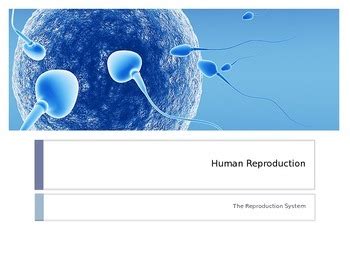 Human Reproduction Powerpoint By M Stevens Science Tpt