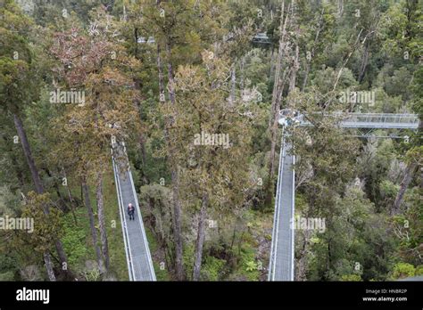 West Coast Treetop Walk Hokitika South Island New Zealand Stock