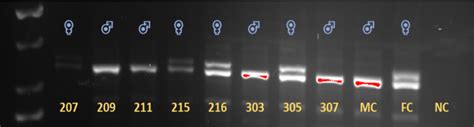 3 Bands Demonstrating The Sex Of Samples After Gel Electrophoresis From Download Scientific