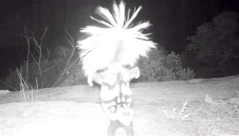 Trail Camera Captures Skunk Doing a Handstand