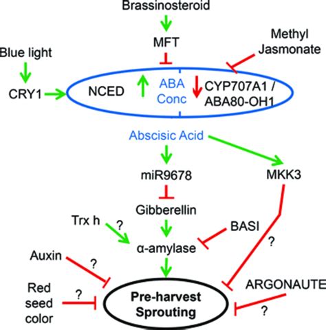 3 The Complex Signaling Pathway To Phs The Many Factors And Signals To Download Scientific