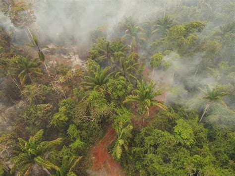 La Guerra Por Tierras Cocaleras En Bolivia Y La Cruda Confesi N De Evo