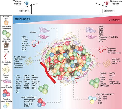 Frontiers Tuning Cancer Fate Tumor Microenvironment S Role In Cancer