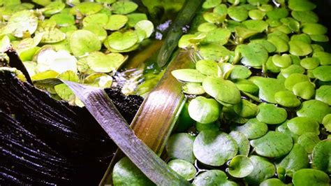 10 Easy Floating Aquarium Plants You Should Grow