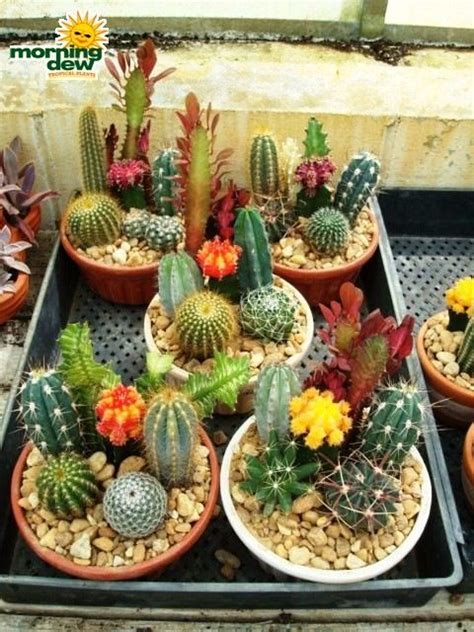 Cactus Gardens Mini Cactus Garden Cactus Garden Succulent Gardening